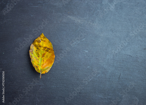 An overhead view of a single autumn leaf set against a blue slate background.