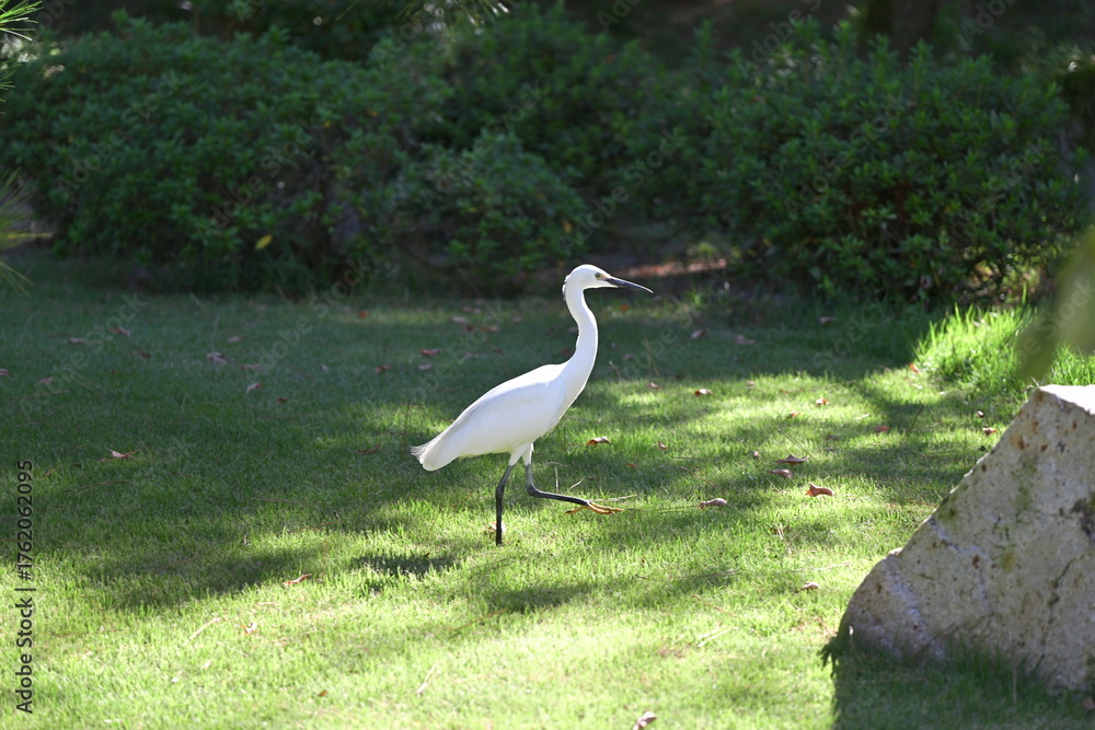 Fototapeta premium Egret in Hiroshima