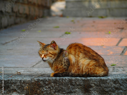 a beautiful cat