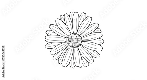 A detailed outline of a blooming calendula flower in black and white.