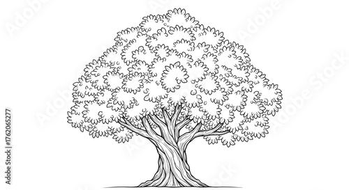 A large deciduous tree with a full canopy of leaves in a black and white sketch.