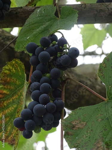 bunch of grapes