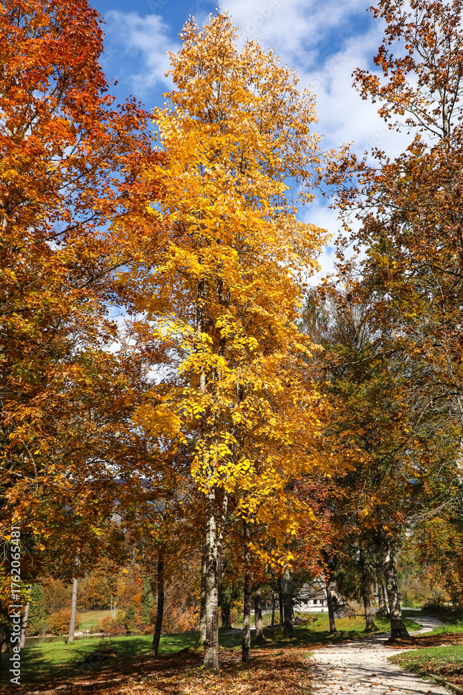 Naklejka premium Autumn tree with bright yellow leaves standing in a sunny park under a clear blue sky. The golden foliage, surrounded by shades of red and orange, highlights the beauty and warmth of the fall season.