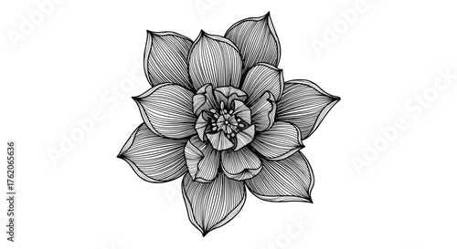 A detailed line art drawing of a succulent plant. 