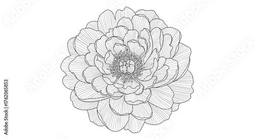 A close up view of a black and white flower with many petals.