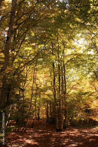 Sous bois de hêtres