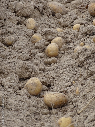 potatoes in the ground