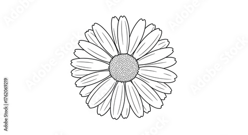Detailed line art illustration of a single daisy flower head with radiating petals.