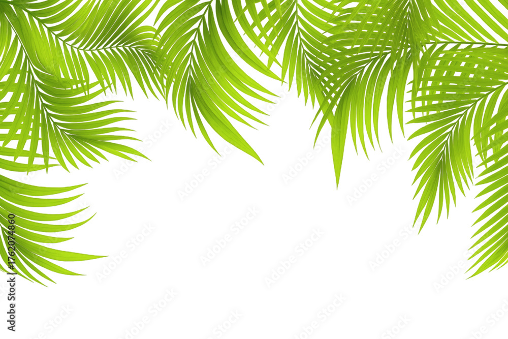 Fototapeta premium Tropical palm leaves border isolated on transparent background, summer nature frame PNG element