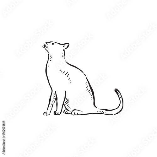 Side profile hand drawn cat in black line. 