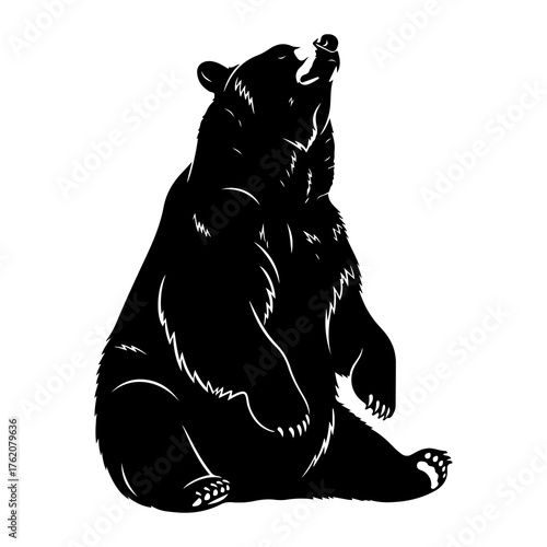 Black bear sitting with head tilted back silhouette