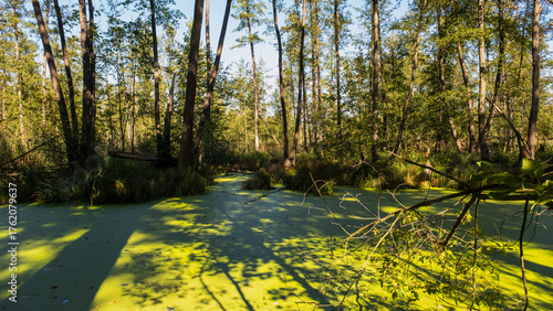 Fototapeta Naklejka Na Ścianę i Meble -  Bagnista sadzawka Dolina baryczy