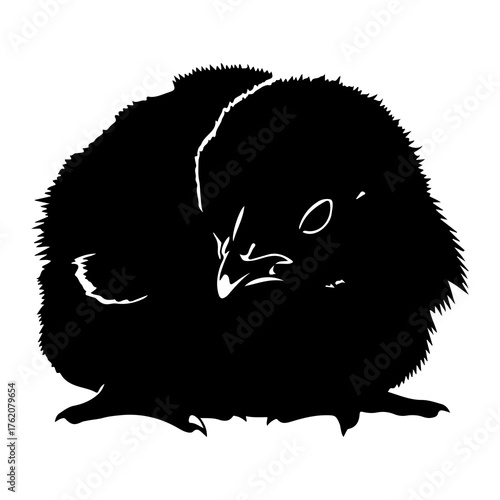 Black bird curled up chick silhouette