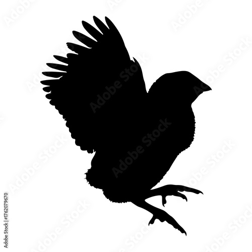 Black bird wing spread taking flight silhouette white