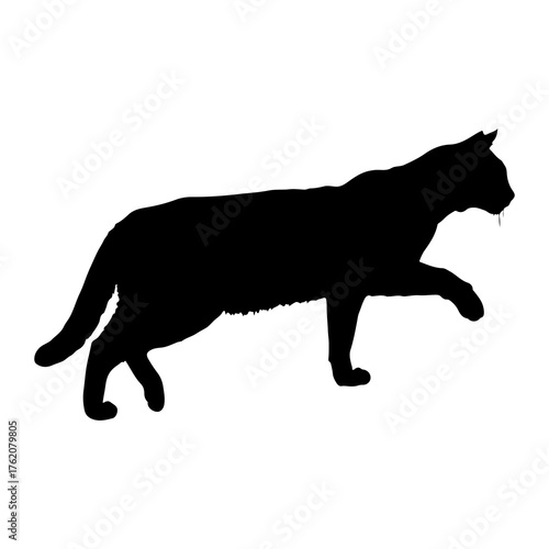 Black cat silhouette walking feline animal
