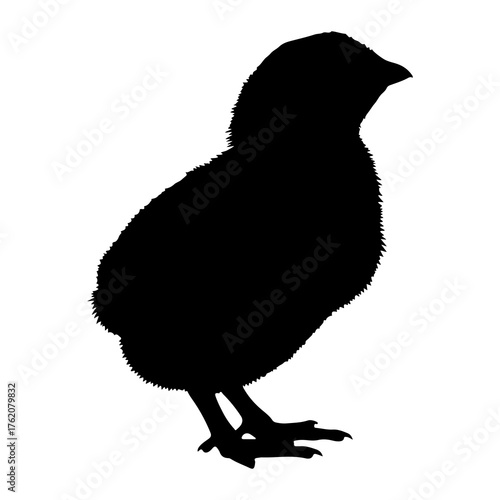Black chick silhouette white bird