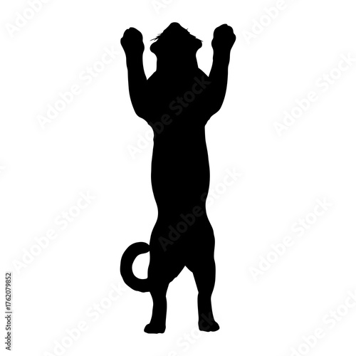 Black cat stretching upwards feline black silhouette