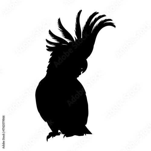 Black cockatoo crest raised black cockatoo silhouette