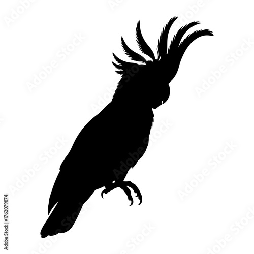 Black cockatoo silhouette crest feathers bird parrot