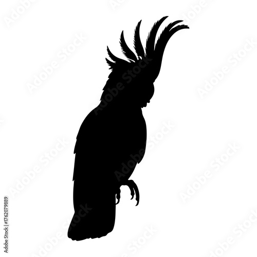 Black cockatoo silhouette crest raised bird