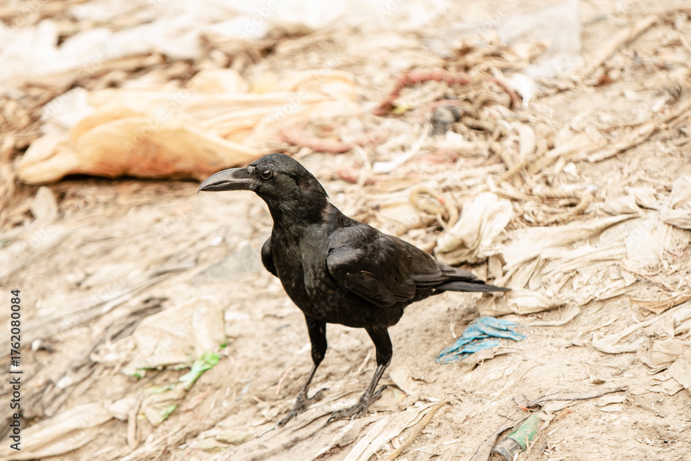Obraz premium Black Crow Stands on Littered Ground in a Harsh Outdoor Scene of Wildlife and Urban Debris