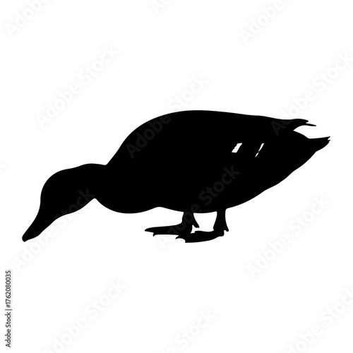 Black duck foraging on white silhouette