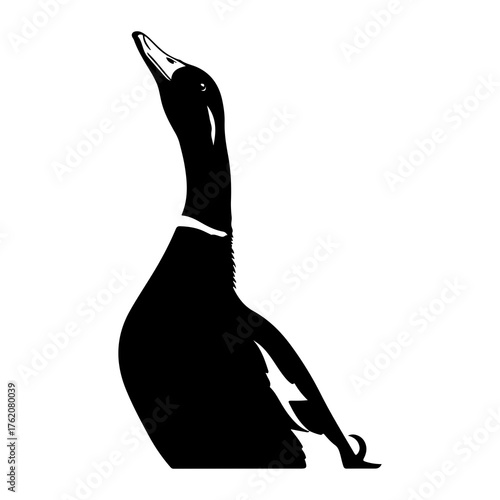 Black duck looking up silhouette white