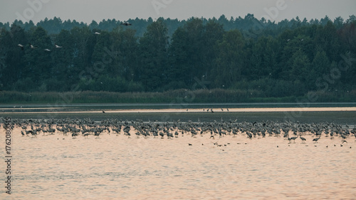 Dzikie Ptaki w Dolinie Baryczy.  Zurawie