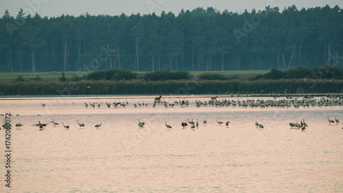 Dzikie Ptaki w Dolinie Baryczy.  Zurawie