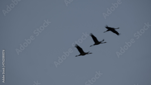 Dzikie Ptaki w Dolinie Baryczy.  Zurawie