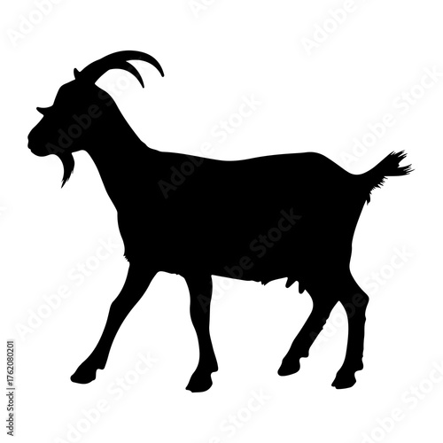 Black goat silhouette walking white animal