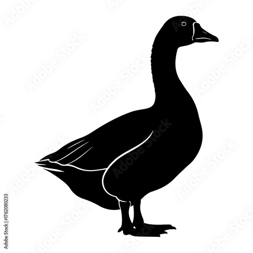Black goose silhouette standing still white bird