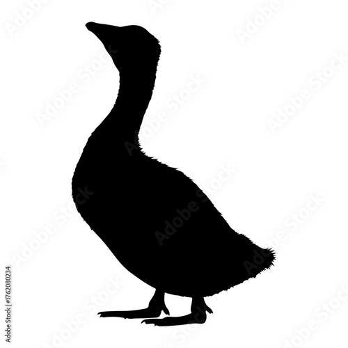Black goose silhouette standing tall white bird
