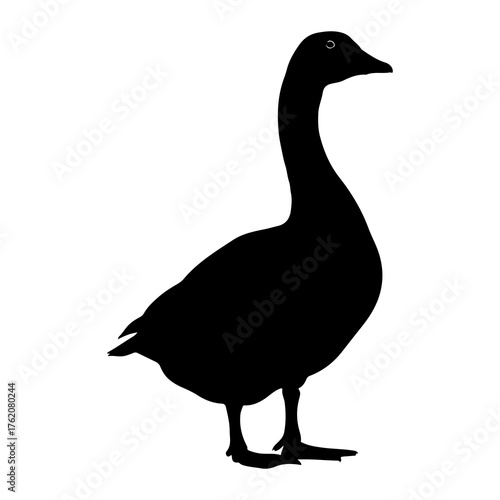 Black goose silhouette standing white background bird