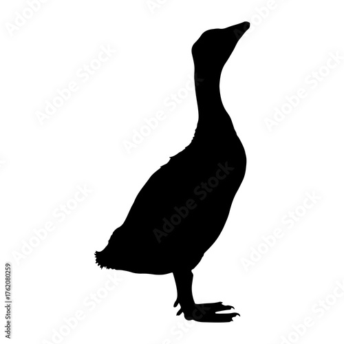 Black goose silhouette standing tall white bird