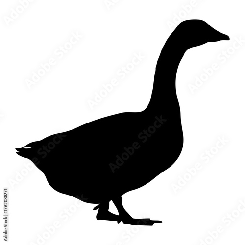 Black goose silhouette standing white bird