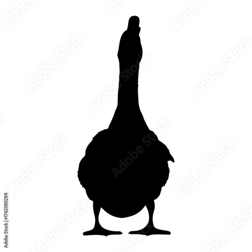 Black goose silhouette standing white bird