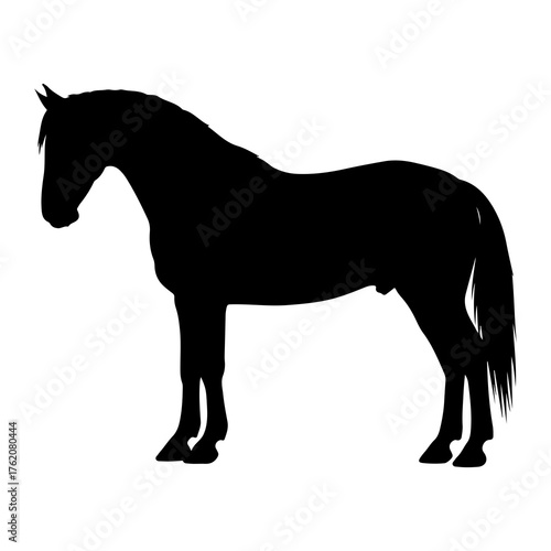 Black horse silhouette standing still white