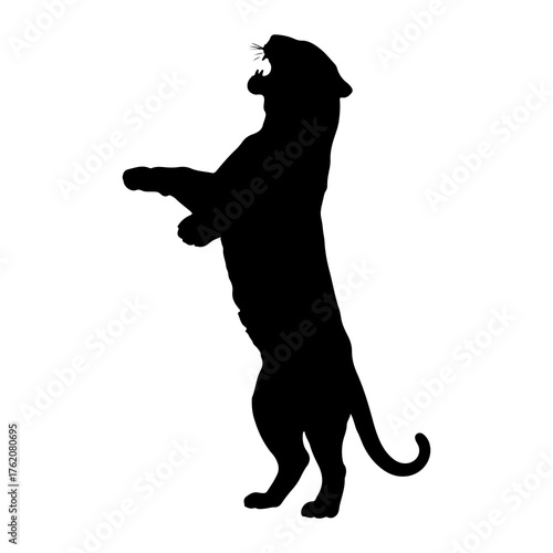 Black panther roaring standing on hind legs silhouette