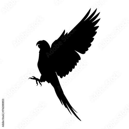 Black parrot in flight bird flying