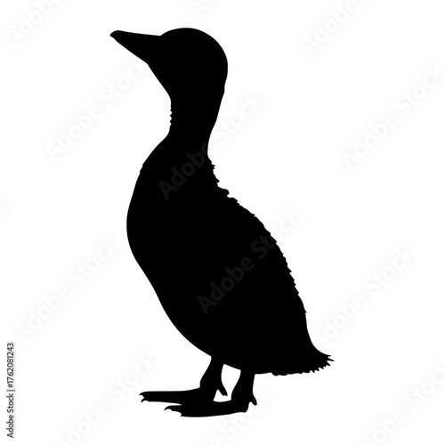 Black silhouette of a bird standing white background
