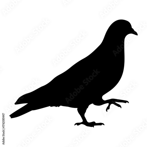 Black silhouette of a pigeon walking dove bird