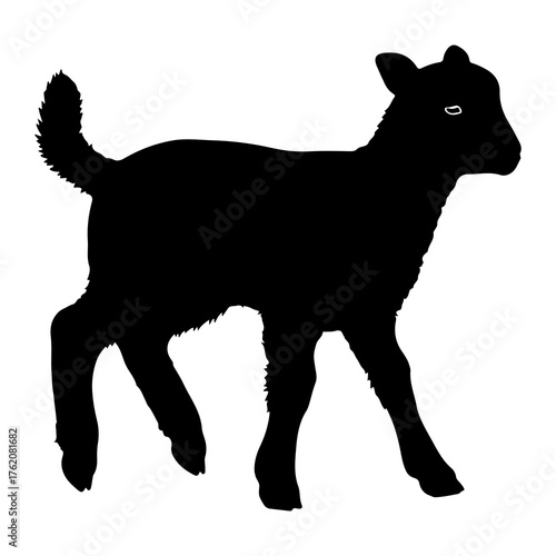 Black silhouette of a young lamb walking sheep animal
