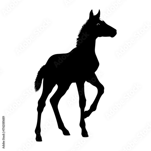 Black silhouette of a young horse standing foal white background