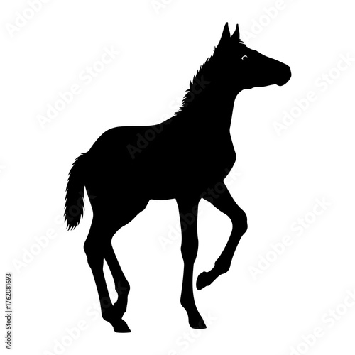 Black silhouette of a young horse walking foal animal