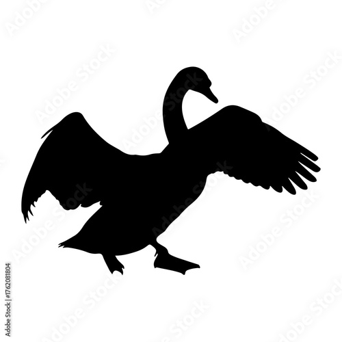 Black swan spreading wings silhouette bird
