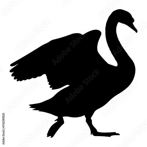 Black swan walking with wings spread silhouette bird