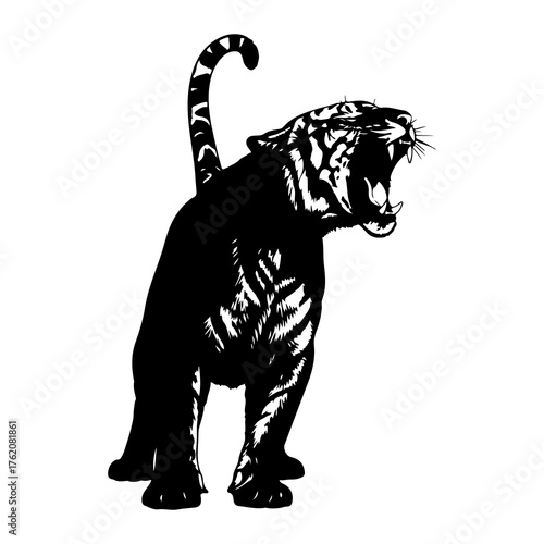 Black tiger roaring with open mouth white
