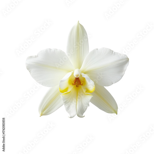 Serene closeup of beautiful white cymbidium orchid flower. Elegant and delicate bloom with yellow accents