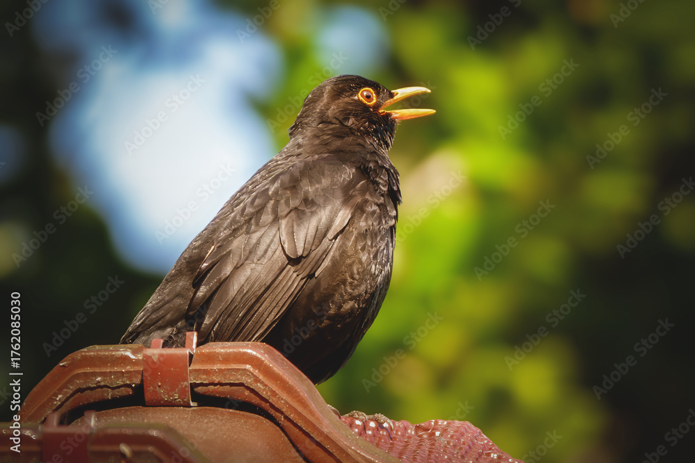 Fototapeta premium Singende Amsel auf dem Dach